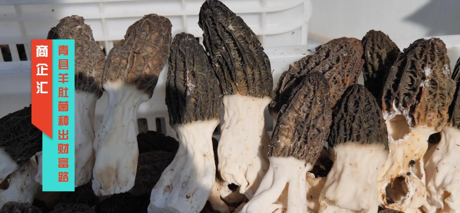 ����R���ӱ���h��Ǿ��N��ؔ��·