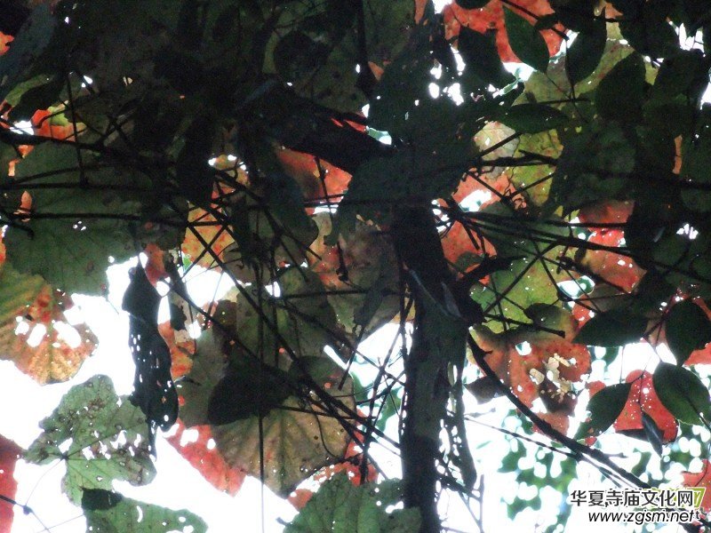 ������Ц�����zӰ��Ʒ�M�D