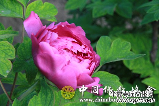 �����V���³���(d��o)�������� �����׶����B(t��i)�������O(sh��)