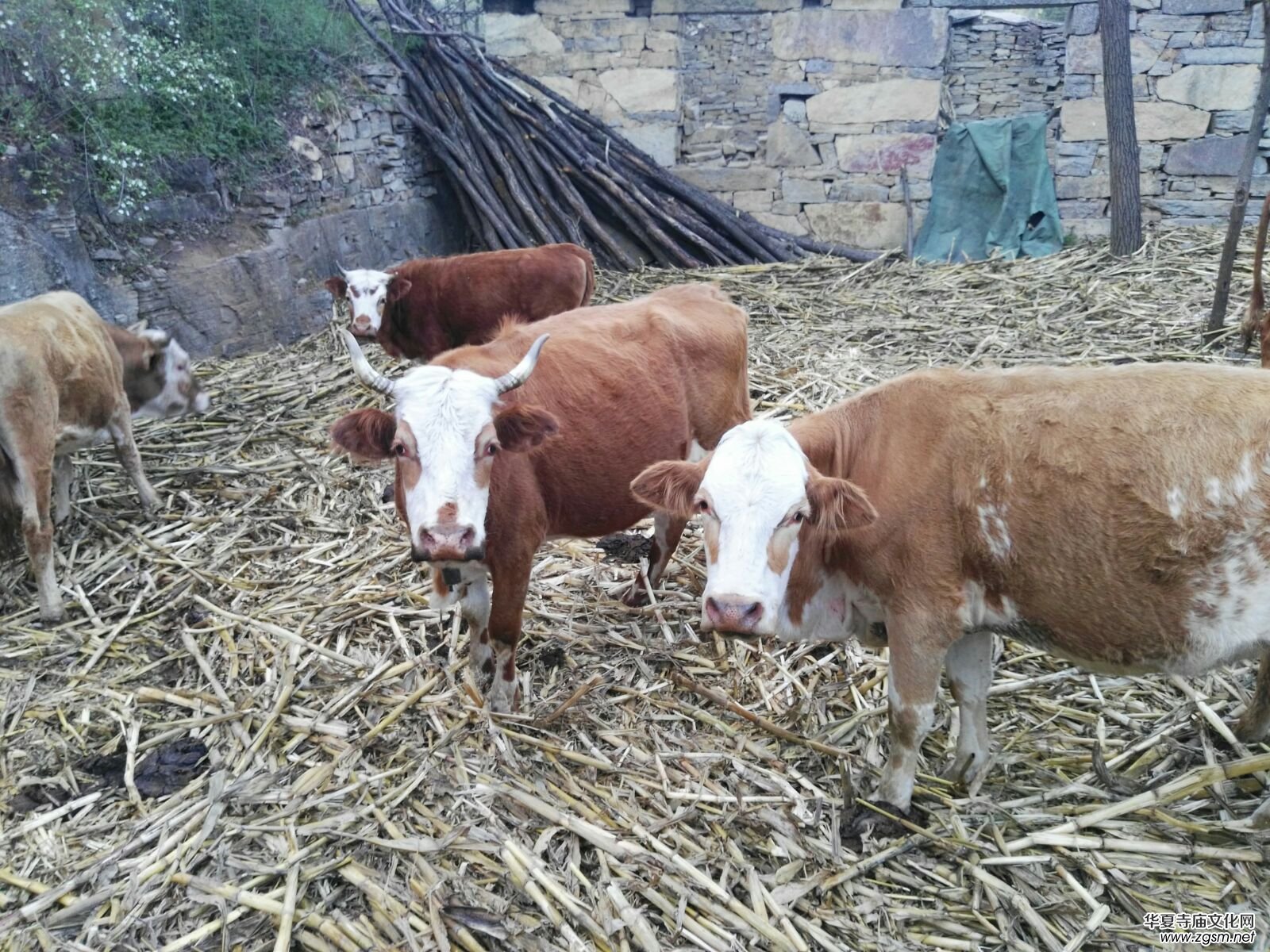 ĸ�H�����e���_�ҡ�����܊�ܘ�(sh��)�ό�����־