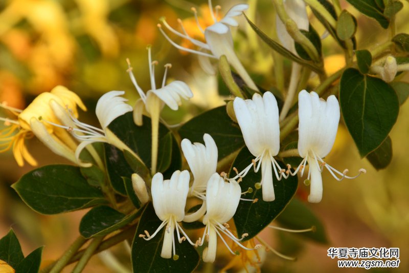 ���y���_(k��i)��������(gu��)�zӰ��Ʒ