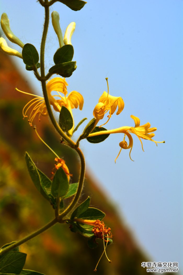 ���y���_(k��i)��������(gu��)�zӰ��Ʒ