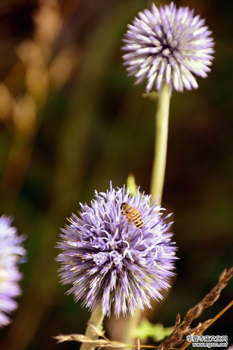 ��(m��ng)֮��zӰ��������(gu��)��Ц����