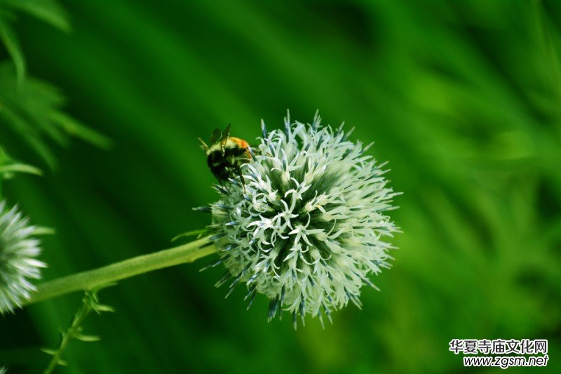 ��(m��ng)֮��zӰ��������(gu��)��Ц����