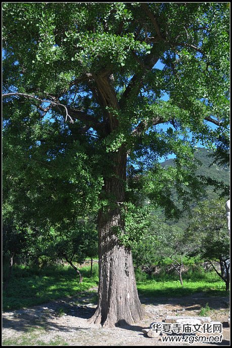十字寺遺址 十字寺遺址