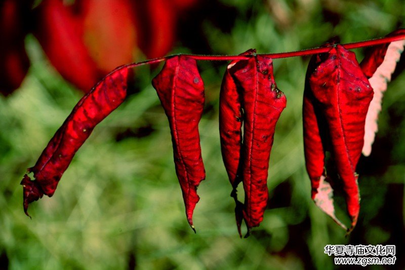 ��������ɽ�zӰ��(xi��)�桪������(gu��)�zӰ��Ʒ