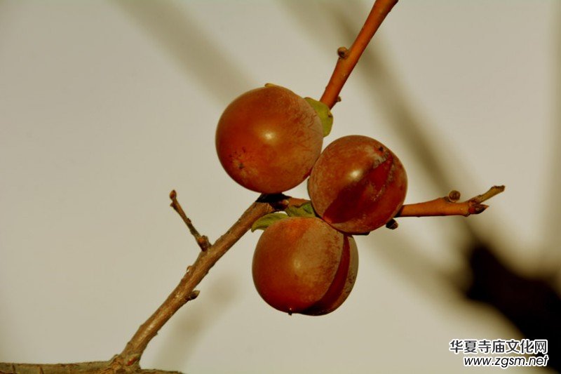 ��������ɽ�zӰ��(xi��)�桪������(gu��)�zӰ��Ʒ