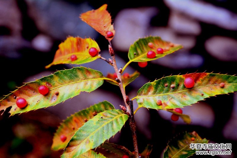 ��������ɽ�zӰ��(xi��)�桪������(gu��)�zӰ��Ʒ