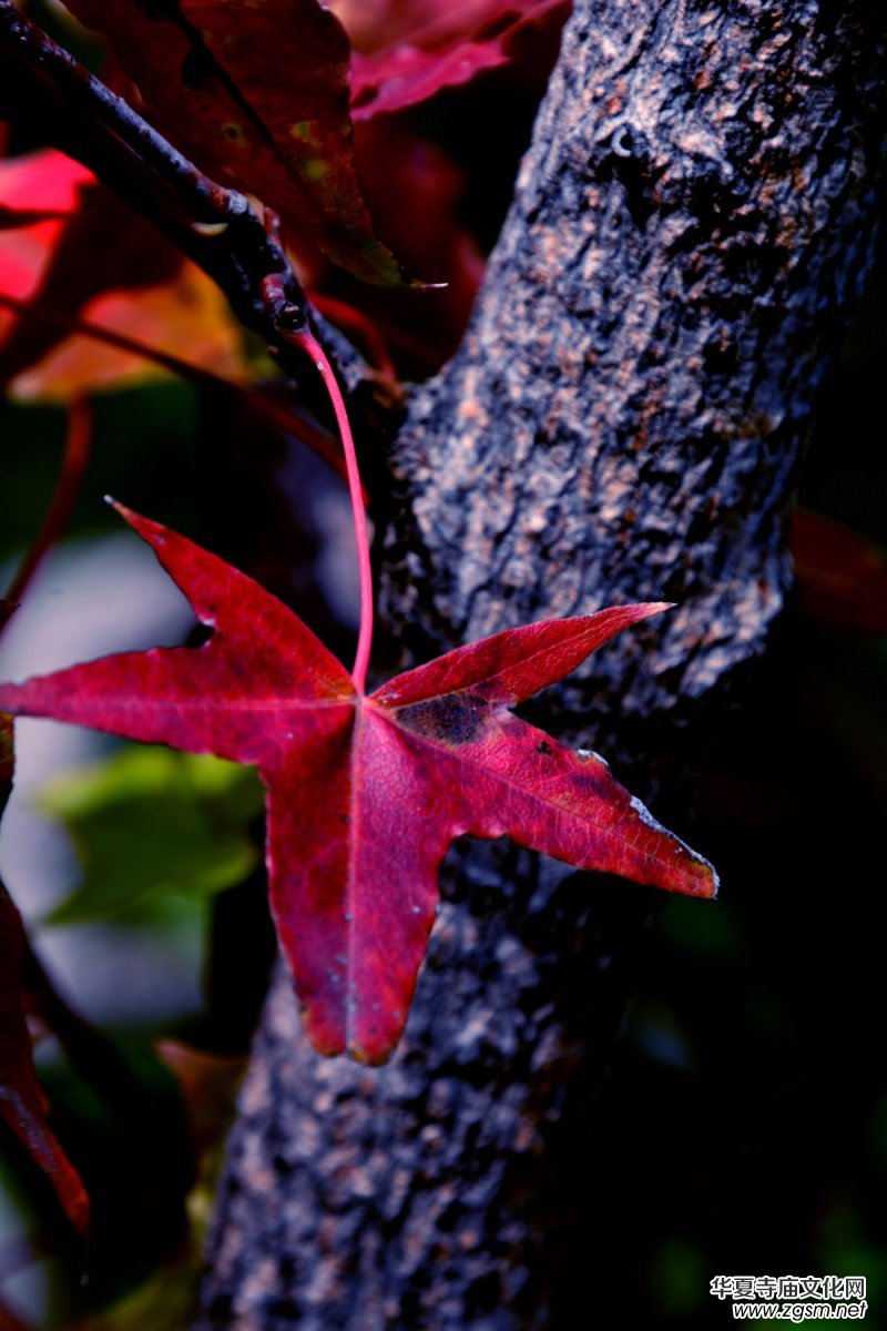 ��������ɽ�zӰ��(xi��)�桪������(gu��)�zӰ��Ʒ