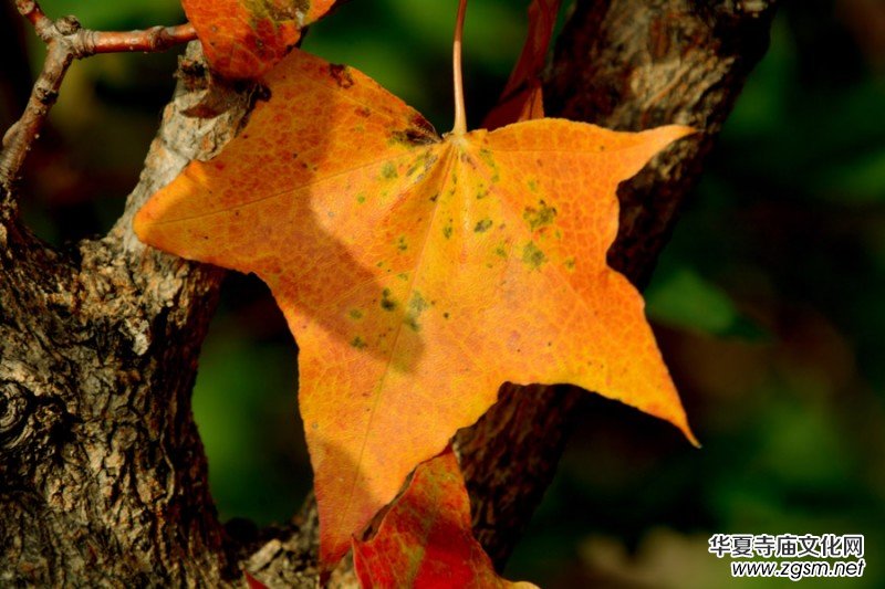 ��������ɽ�zӰ��(xi��)�桪������(gu��)�zӰ��Ʒ