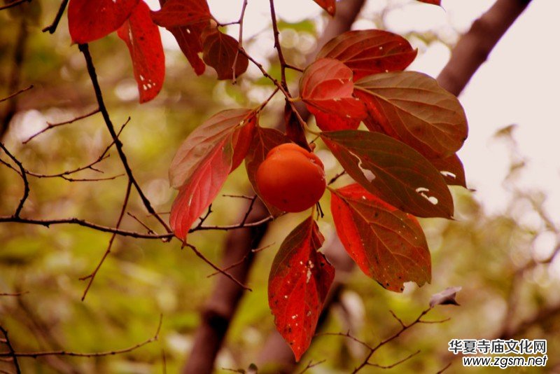 ��������ɽ�zӰ��(xi��)�桪������(gu��)�zӰ��Ʒ