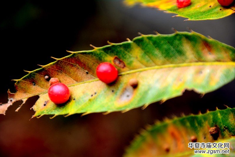 ��������ɽ�zӰ��(xi��)�桪������(gu��)�zӰ��Ʒ