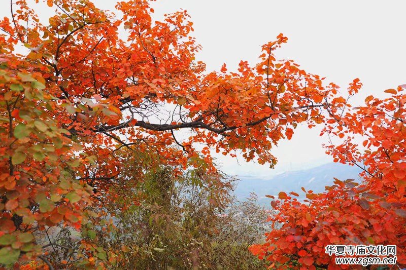 ӛ�ߔzӰ�����M��ɽ����ɽ�L���^(q��)��L