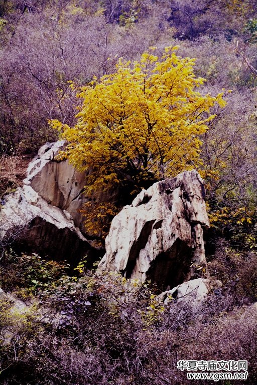 ӛ�ߔzӰ�����M��ɽ����ɽ�L���^(q��)��L