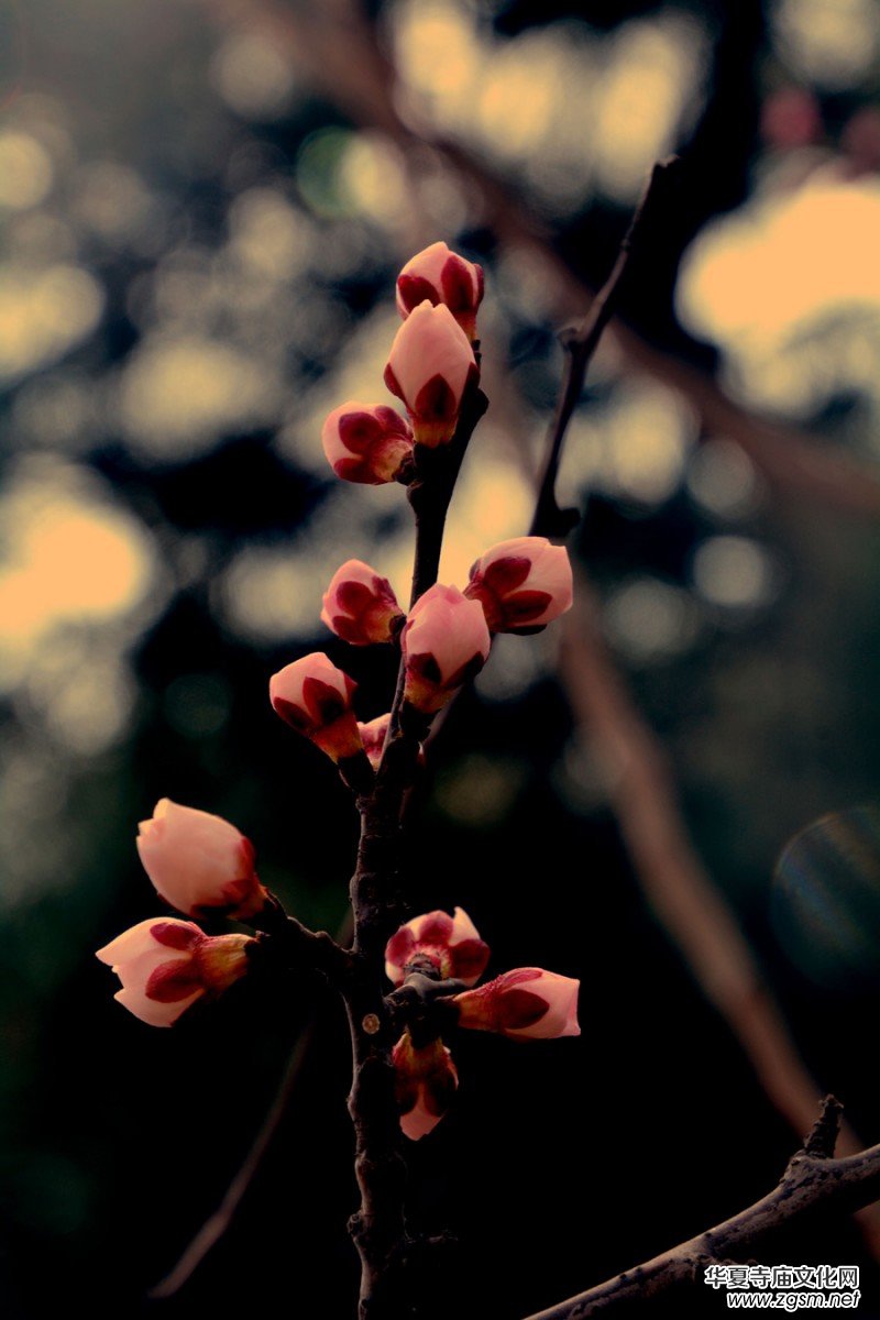 �����_�ˡ���Ԋ���zӰ