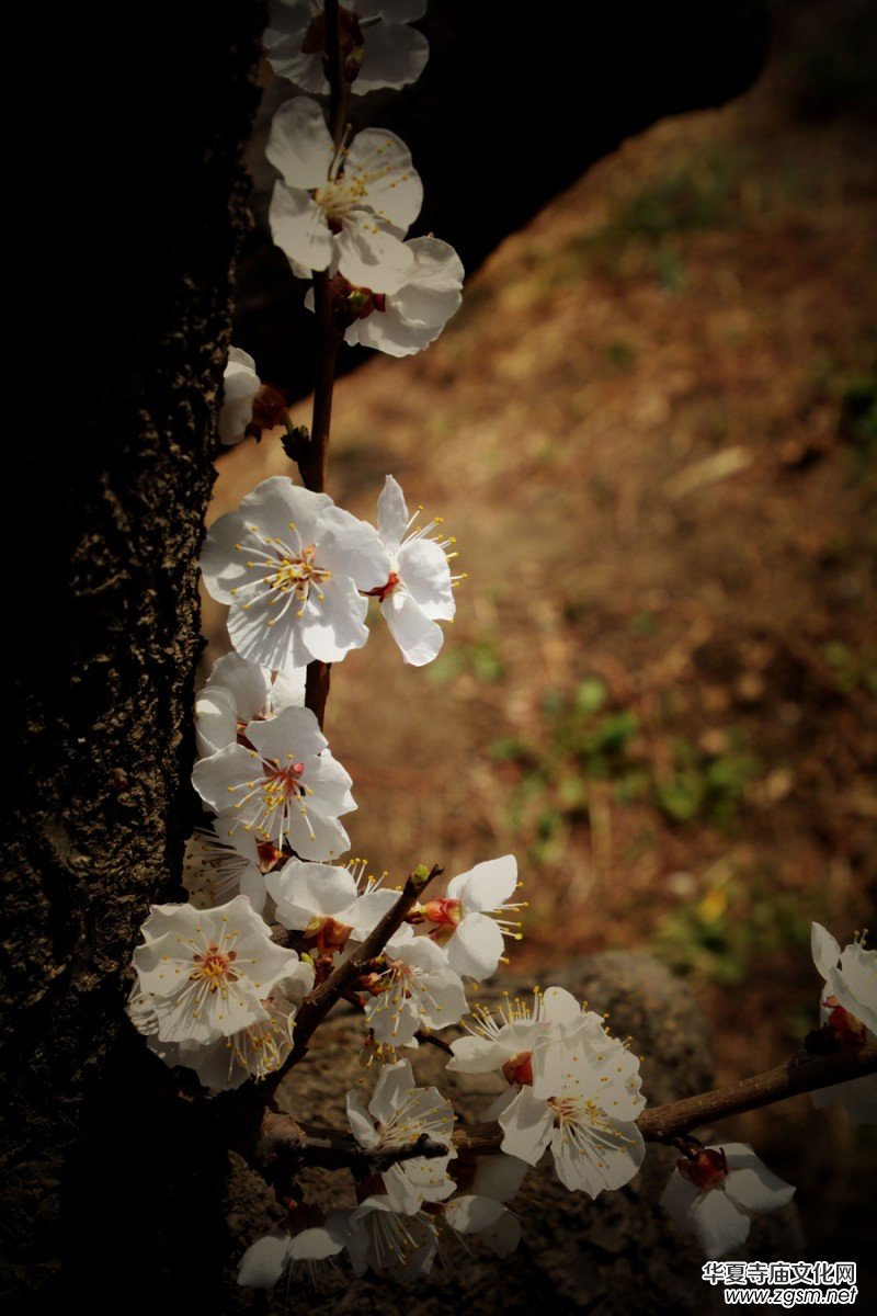 �����_�ˡ���Ԋ���zӰ