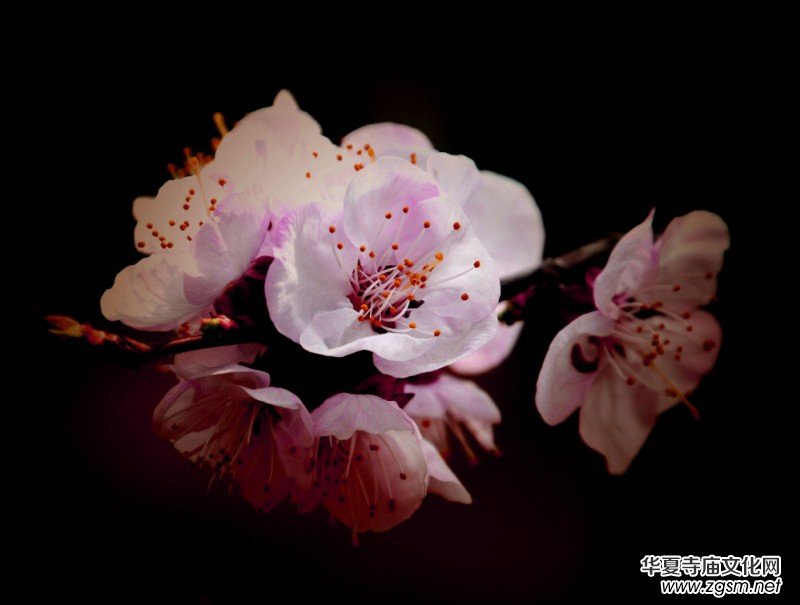 �����_�ˡ���Ԋ���zӰ