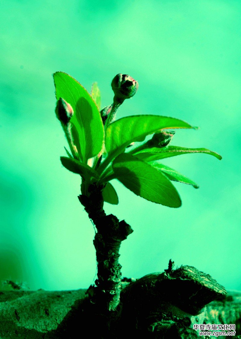 �����_�ˡ���Ԋ���zӰ