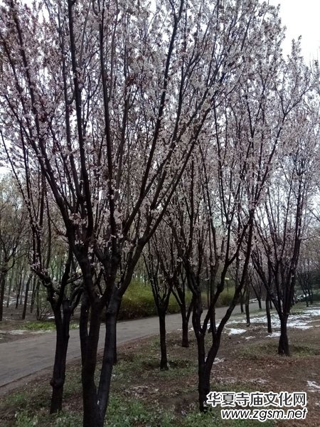 �����r����ѩ�������Ĺ��@������