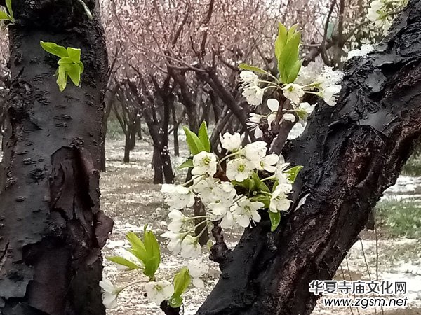 �����r����ѩ�������Ĺ��@������