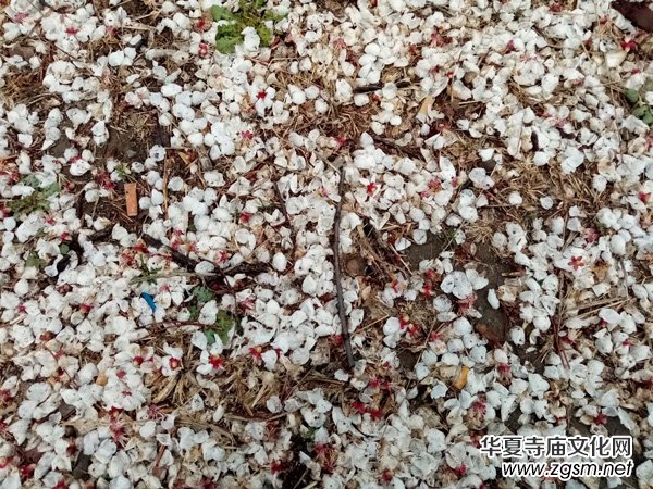 �����r����ѩ�������Ĺ��@������