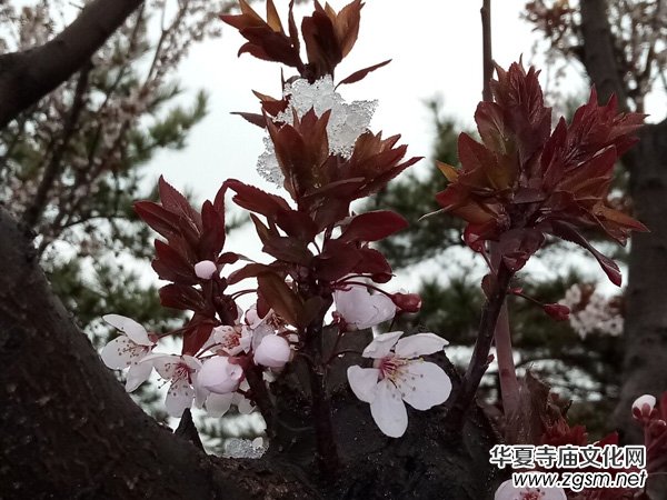 �����r����ѩ�������Ĺ��@������