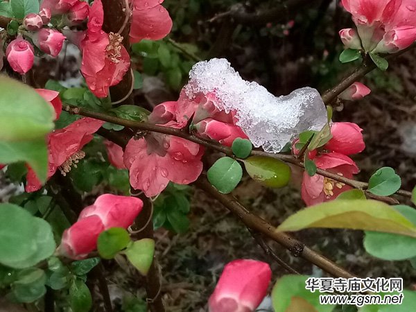 �����r����ѩ�������Ĺ��@������