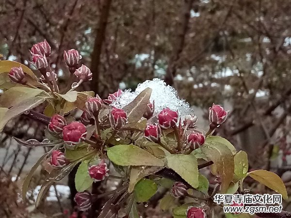 �����r����ѩ�������Ĺ��@������