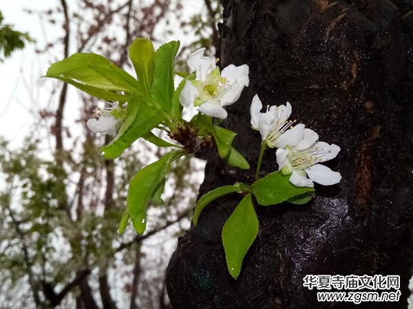 �����r����ѩ�������Ĺ��@������