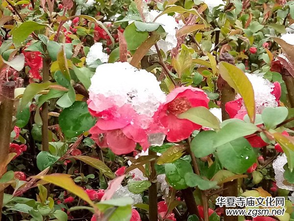 �����r����ѩ�������Ĺ��@������