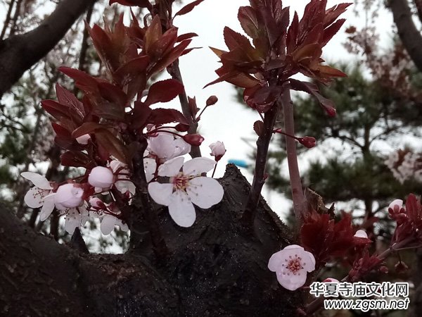 �����r����ѩ�������Ĺ��@������