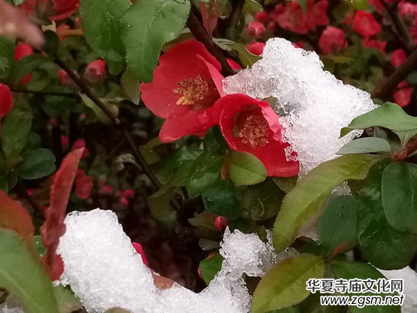 �����r����ѩ�������Ĺ��@������