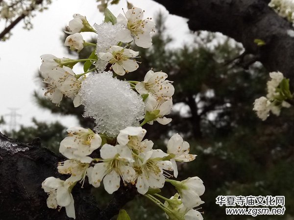 �����r����ѩ�������Ĺ��@������