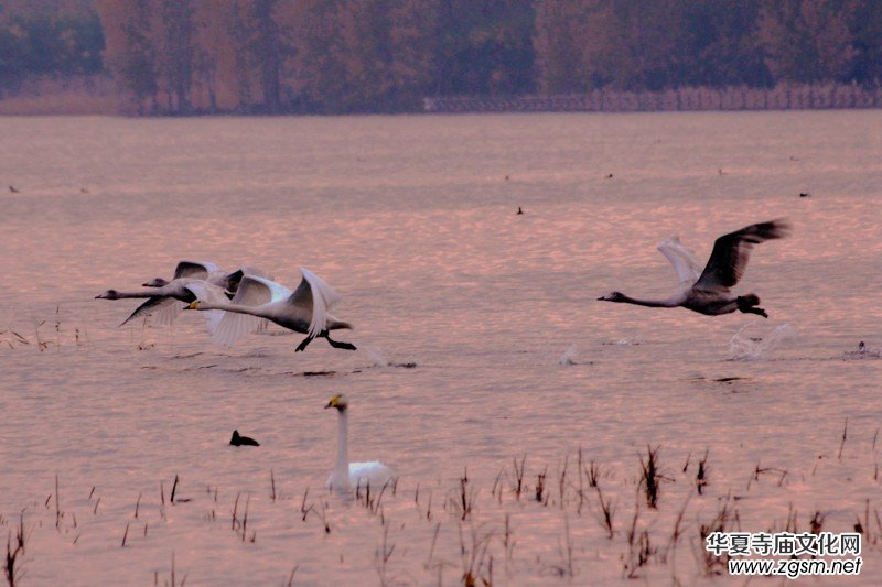 ��Խ��zӰ��Ʒ�x��