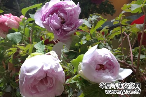 ɽ��ʡĵ���@���׌�ӭ�´�ĵ���r��չ�������չ�