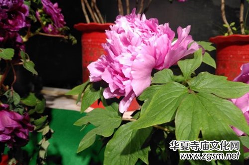 ɽ��ʡĵ���@���׌�ӭ�´�ĵ���r��չ�������չ�