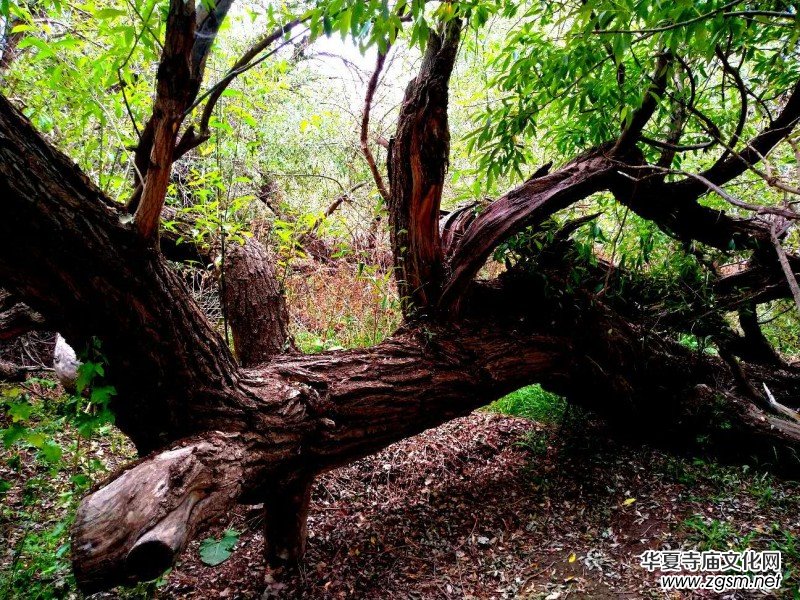 Ц���zӰ:��ɽ��ľ�@(�½������K�؅^(q��)����)