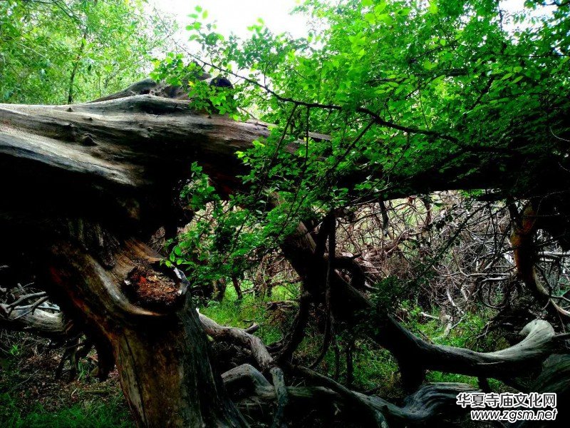 Ц���zӰ:��ɽ��ľ�@(�½������K�؅^(q��)����)