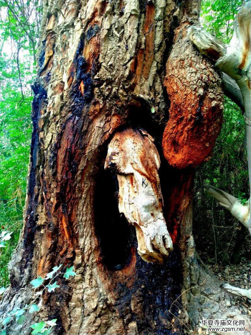 Ц���zӰ:��ɽ��ľ�@(�½������K�؅^(q��)����)