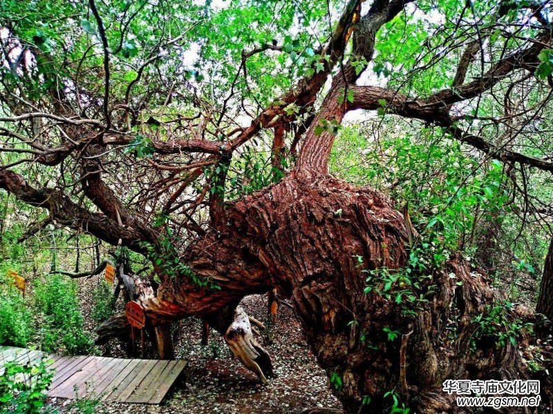 Ц���zӰ:��ɽ��ľ�@(�½������K�؅^(q��)����)