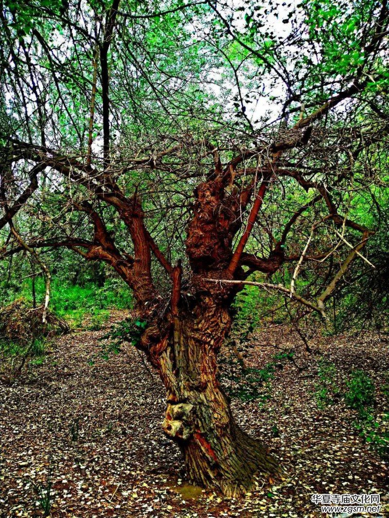 Ц���zӰ:��ɽ��ľ�@(�½������K�؅^(q��)����)