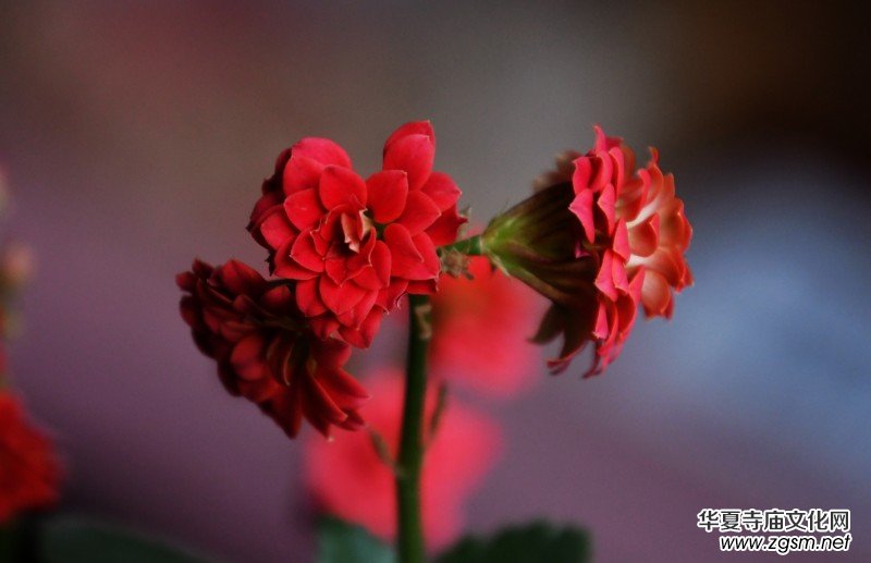 �k���ҵĻ����_�ˡ��������zӰԊ��