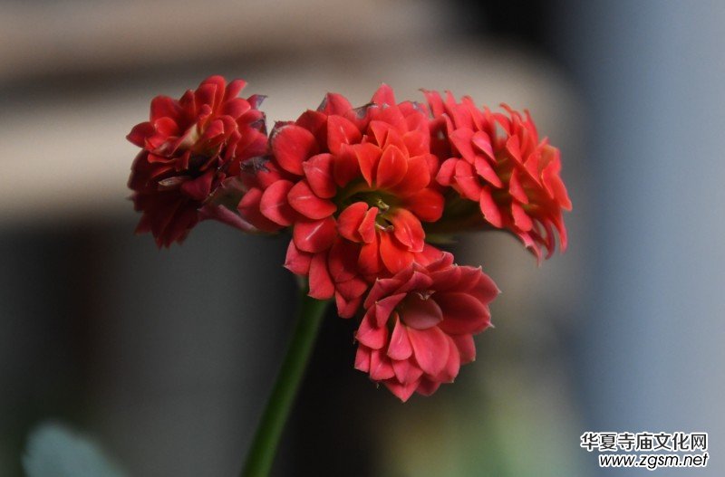 �k���ҵĻ����_�ˡ��������zӰԊ��