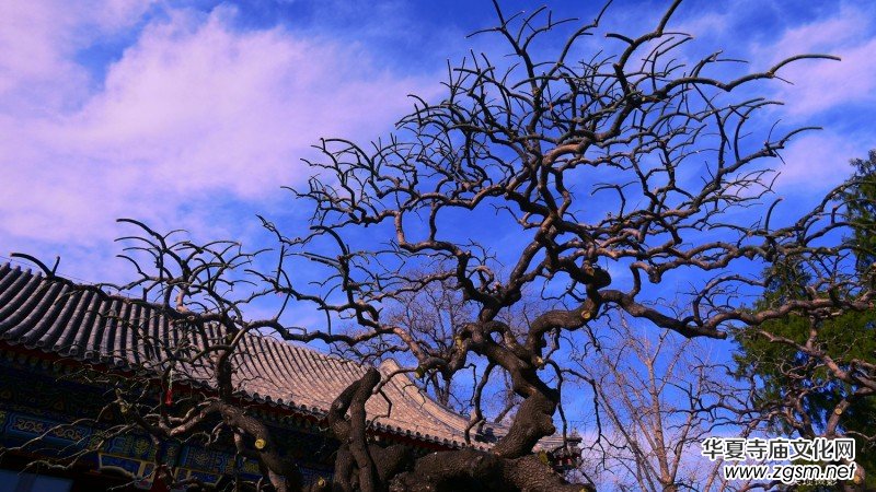 �����U�͈@ �Ŀ����������ľ�ɫ