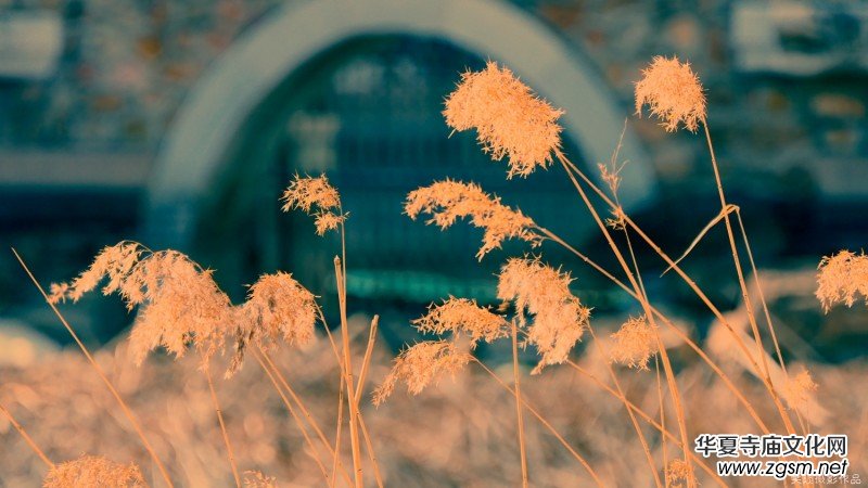 �����U�͈@ �Ŀ����������ľ�ɫ