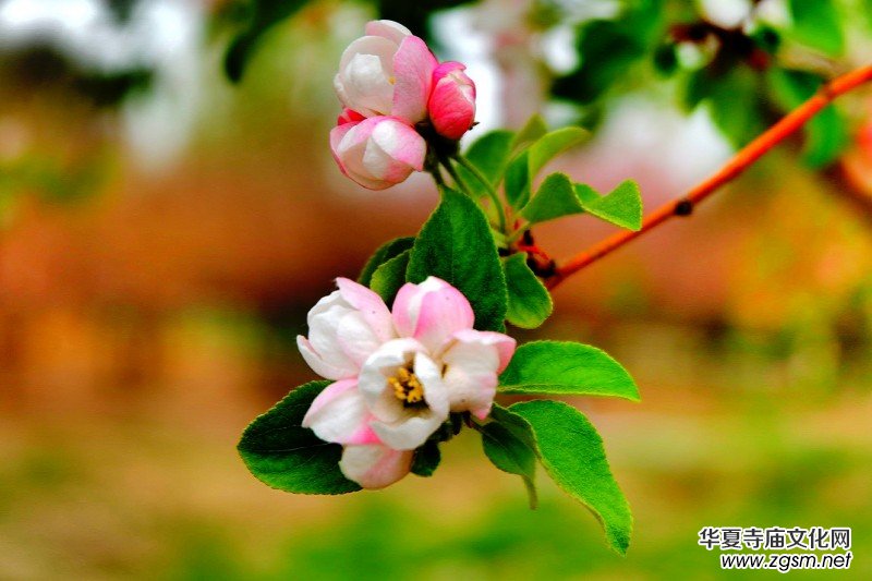 �O��܊�zӰ:����֮�F��������Ԋ(sh��)�~��ĺ��Ļ�