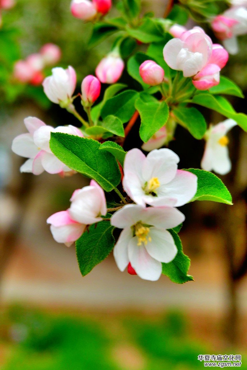 �O��܊�zӰ:����֮�F��������Ԋ(sh��)�~��ĺ��Ļ�