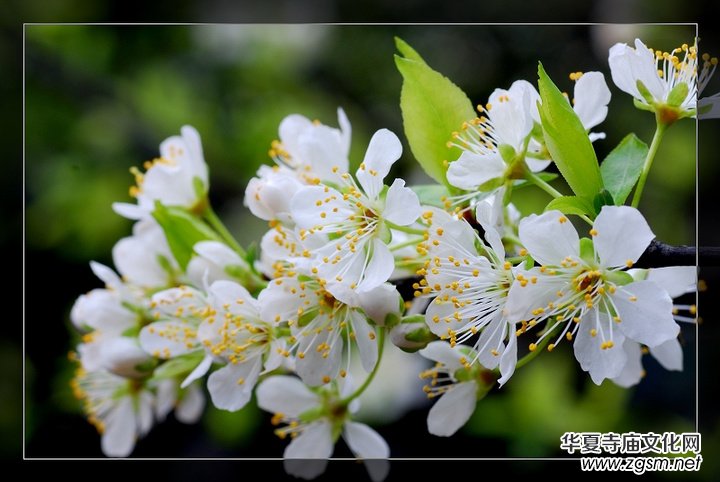 Ԋ�裺�ٌ��