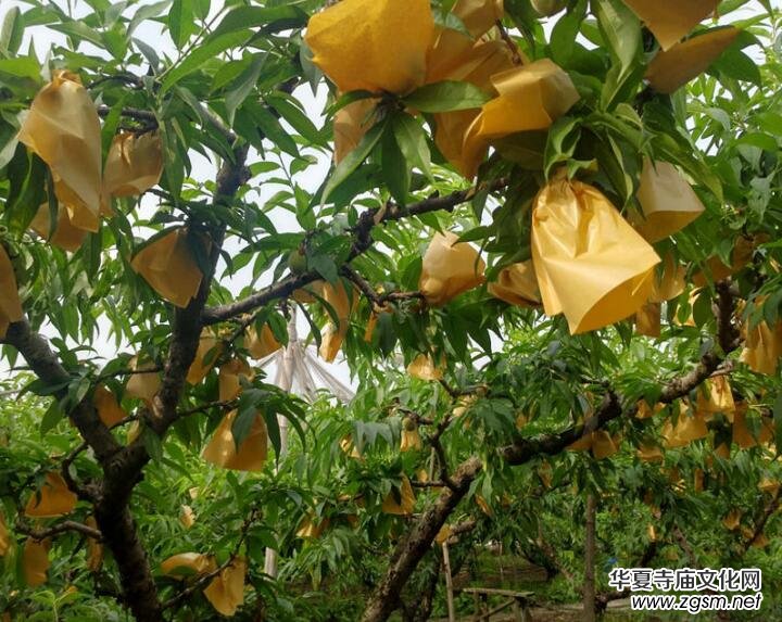 �(y��ng)ɽˮ���ҷNֲ���ء���ӛ��ꂥ�f���ڽ��c��������Y(ji��)��