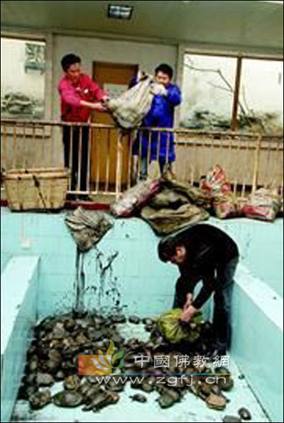 �wԪ�·����������� ǧֻ����������(d��ng)